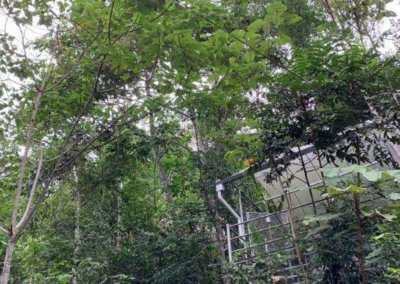 البقاء بين الاشجار في هذه الطبيعة المذهلة في باهانغ (7)