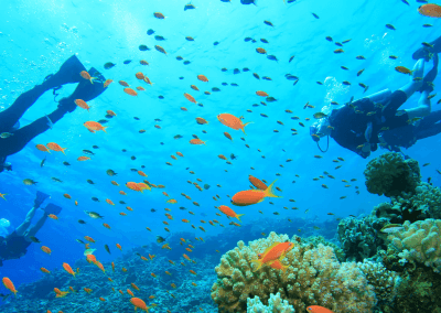 جزيرة بولاو بايار كنز الشعب المرجانية (1)