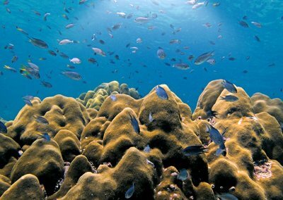 جزيرة بولاو بايار كنز الشعب المرجانية (6)