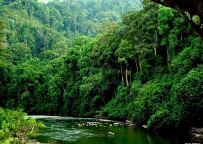 غابات ماليزيا عمرها اكثر من 130 مليون سنة (1)