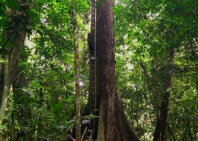 غابات ماليزيا عمرها اكثر من 130 مليون سنة (11)