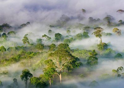 غابات ماليزيا عمرها اكثر من 130 مليون سنة (12)