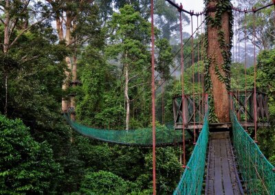 غابات ماليزيا عمرها اكثر من 130 مليون سنة (14)