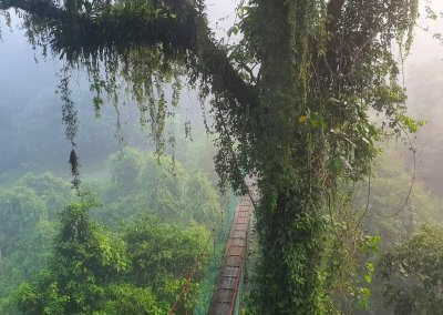 غابات ماليزيا عمرها اكثر من 130 مليون سنة (2)