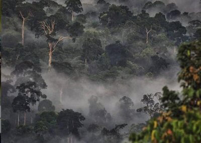 غابات ماليزيا عمرها اكثر من 130 مليون سنة (25)