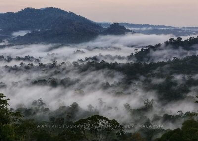 غابات ماليزيا عمرها اكثر من 130 مليون سنة (28)