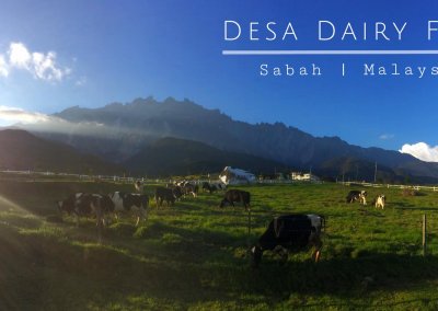 هل سبق لك تجربة منتجات Desa Dairy (4)